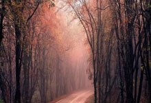 南非女足连续战胜对手进军决赛